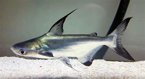 paroon dili|Pangasius sanitwongsei (Paroon Shark) — Seriously .